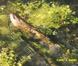 Letort Brown Trout Coming to the Net